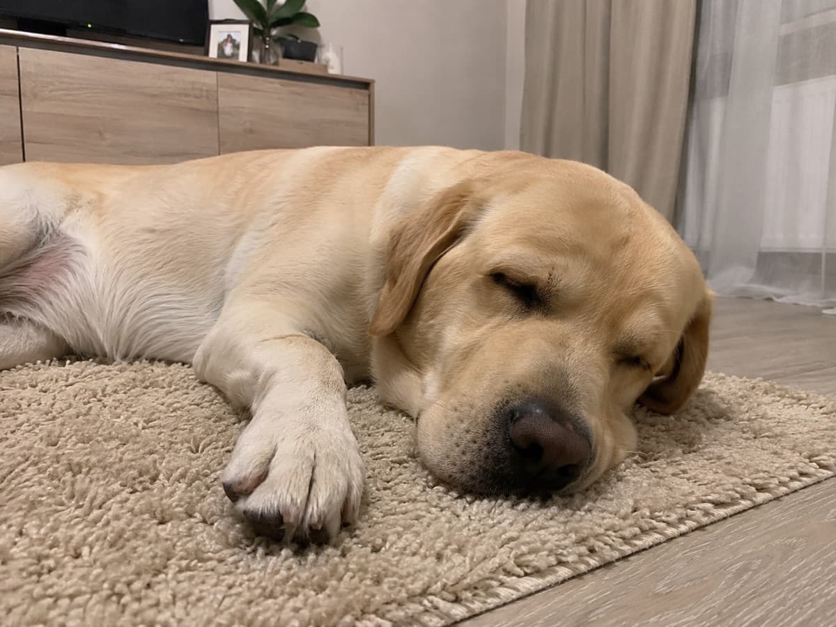 Piko the dog